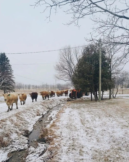 Cattle on the move!