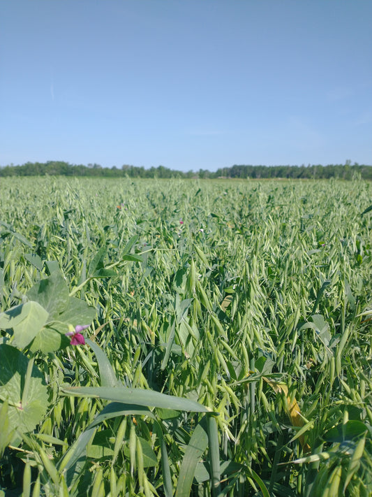 oats and peas make awesome feed for beef cattle