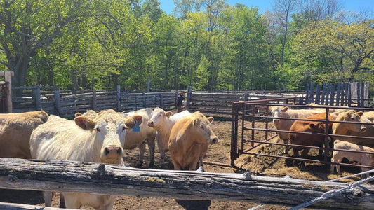 Cattle are headed to pasture!