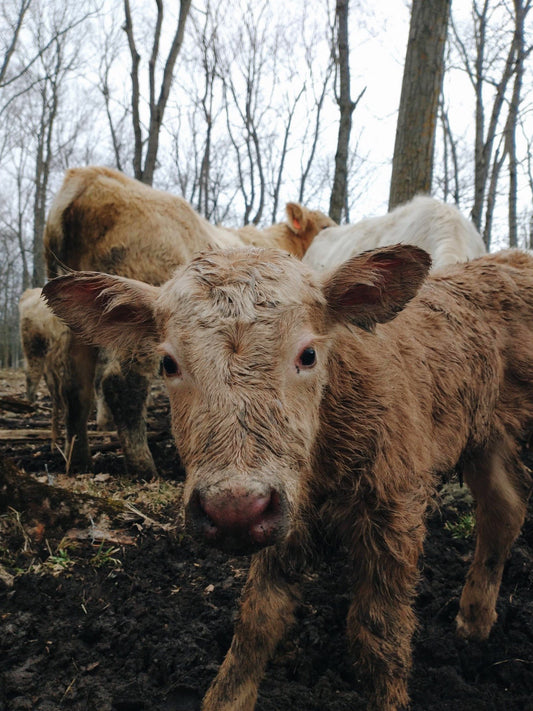 calving season is rolling