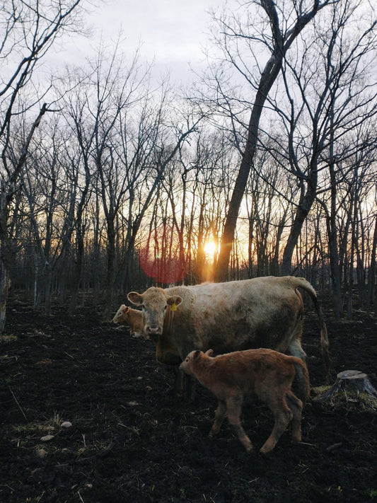 calving continues...